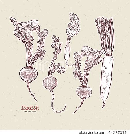 Radish Hand Draw Sketch Vector Pixta