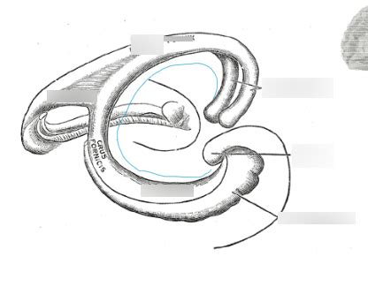 fornix Diagram | Quizlet