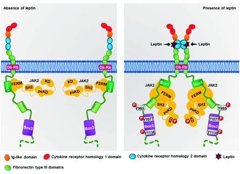 Structure Of The Obrb Receptor The Obr Is Constituted By An