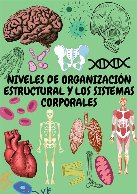 Solution Niveles De Organizaci N Estructural Y Sistemas Corporales