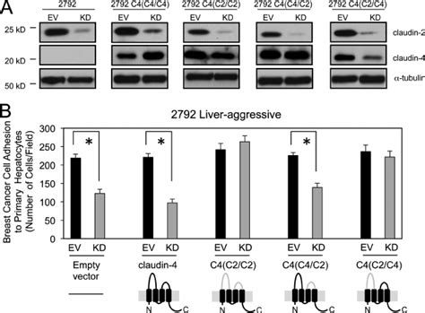 The First Extracellular Loop Of Claudin 2 Is Sufficient To Promote