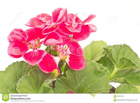 Cierre De La Flor Del Geranio Para Arriba En Blanco Foto De Archivo