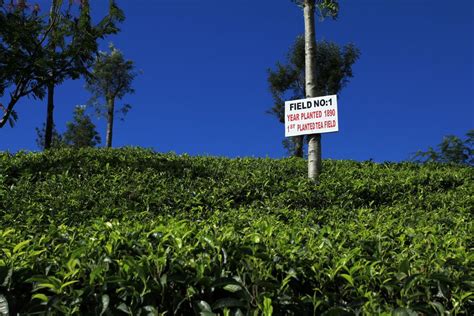 Sri Lanka - first planted tea field