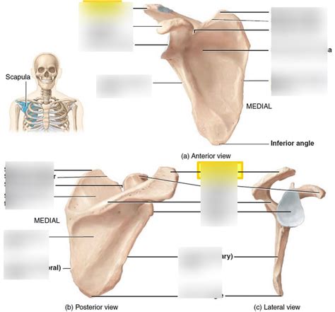 Anatomy Exam 3 Diagram Quizlet