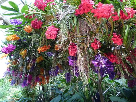 Winter Garden Flower Festival Best Flower Site