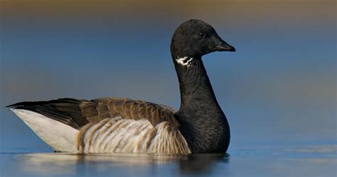 Brant Goose