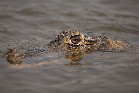 Brazil: Wildlife of the Pantanal on Behance