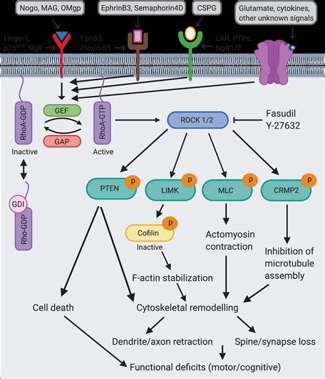 Model For The Role Of The Rhoa Rock Pathway In The Pathogenesis Of Tbi