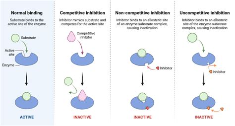 Inhibition of Enzyme Activity | BioRender Science Templates