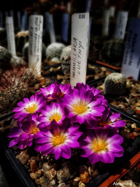 Mammillaria Luethyi Alexandra Volcovinschi Flickr