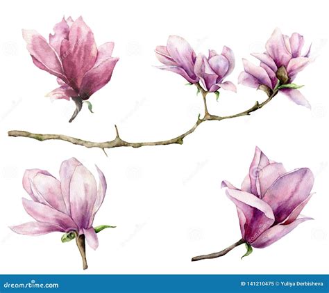 Watercolor Branch And Magnolia Set Hand Painted Flowers Isolated On