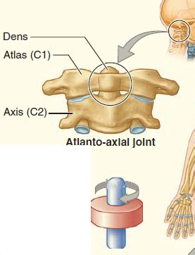 Anatomy Ch 9: Articulations Flashcards | Quizlet