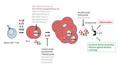 速递 礼来il 23抗体达到3期临床终点，显著改善溃疡性结肠炎患者症状治疗