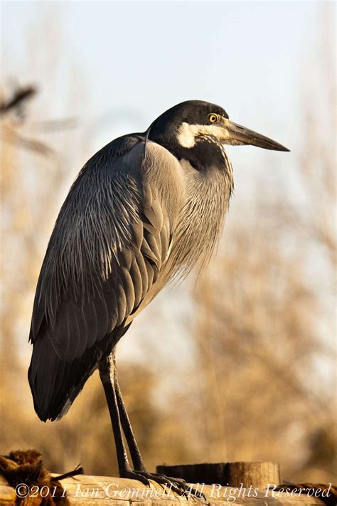 Black Heron — Ian Gemmell Photography