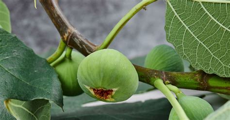 Propagating Fig Tree Cuttings Step By Step Guide