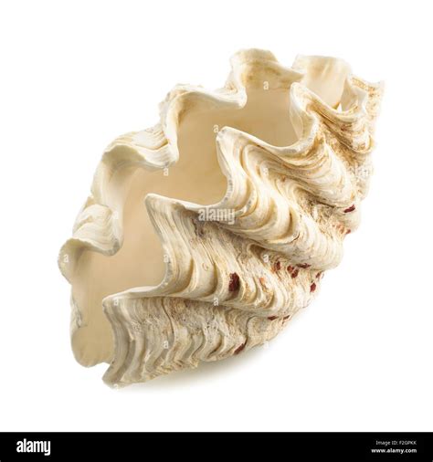 Fluted Giant Clam Shell Stock Photo Alamy