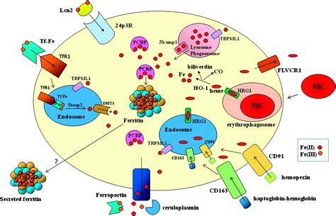 Macrophages Central Regulators Of Iron Balance Metallomics RSC