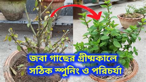 জবাগাছ গরমে জবা গাছের প্রুনিং ও বিশেষ পরিচর্যা Youtube