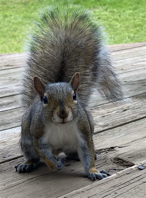 Buff Squirrel Flexing Multiple Muscle Groups At The Same Time R