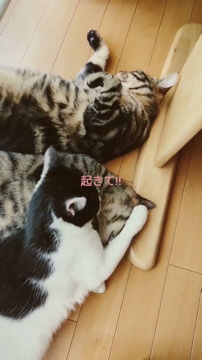 爆睡中の猫たち😽 Youtube