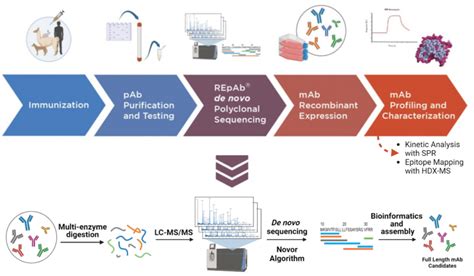 Alpaca Antibody Discovery And Characterization Pab Sequencing Spr And Hdx Ms