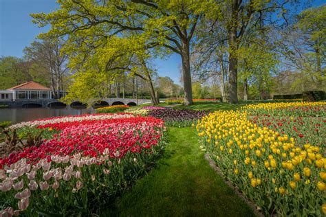 Photographer Captures The Keukenhof Tulip Gardens Empty For The First ...