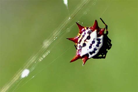 Spiny Orb Weaver Spider