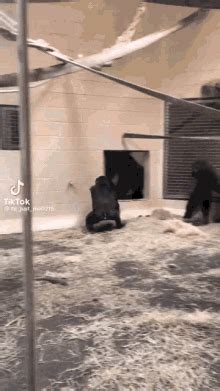 Gorilla Slide GIF - Gorilla Slide - Discover & Share GIFs