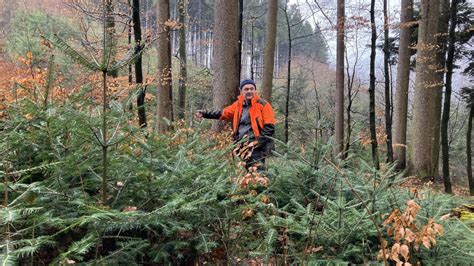 Hilft Ein Intensives Jagen Um Den Wald Zu Schützen