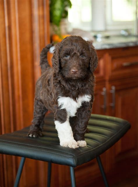 Parti Labradoodle Puppy Labradoodle Puppy Beautiful Dogs Dogs