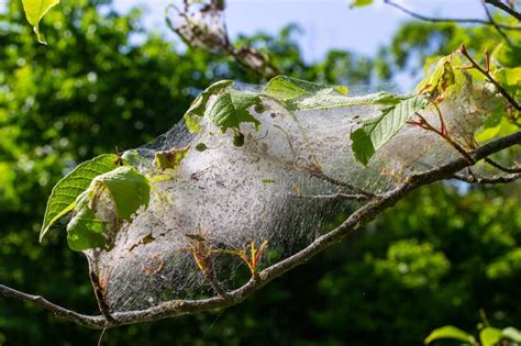 Group Of Larvae Of Bird Cherry Ermine Yponomeuta Evonymella Pupate In