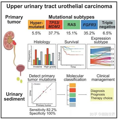 Cancer Cell 上尿路上皮癌分子分型以及无创诊断新方法 知乎