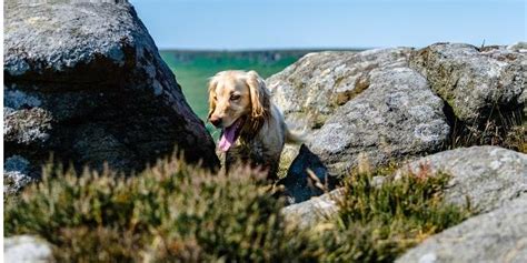 Dog-friendly cottages in the Peak District - Rural Retreats