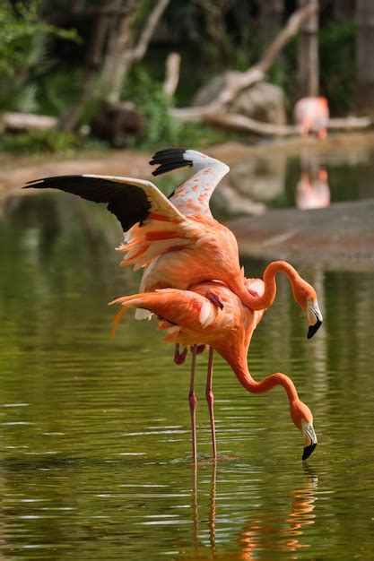 premium photo american flamingo phoenicopterus ruber bird