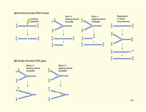 Initiation Of Genetic Recombination And Recombination Dependent Replication Trends In