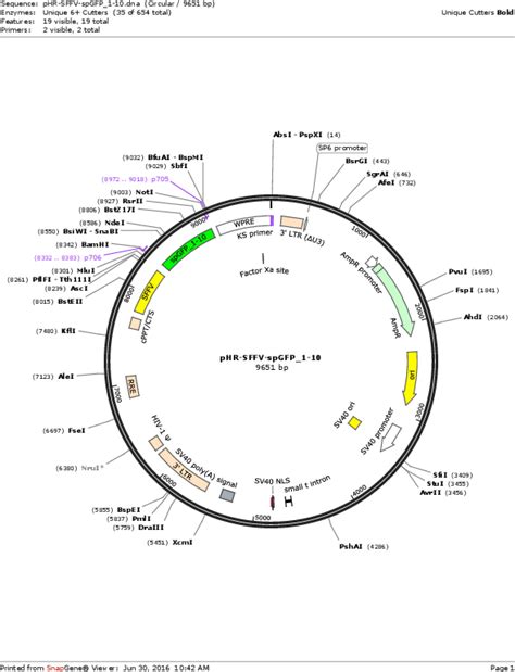 Addgene Phr Sffv Gfp