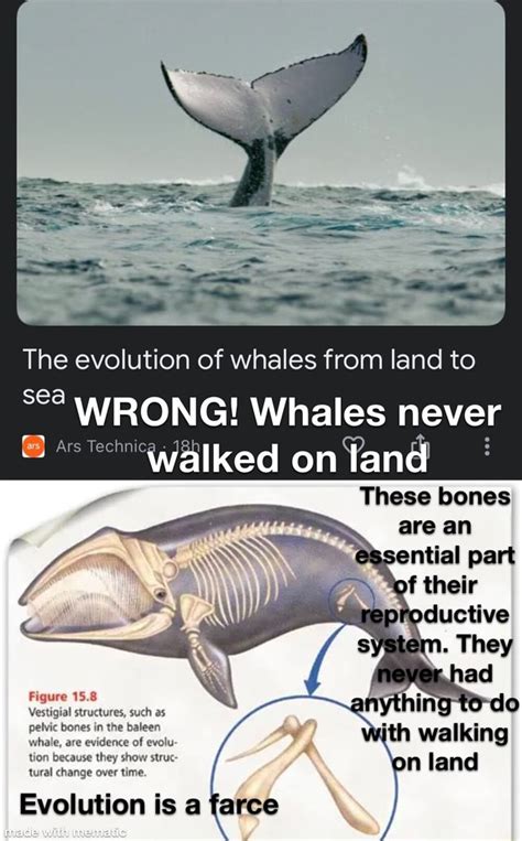 The evolution of whales from land to sea WRONG! Whales never walked on ...