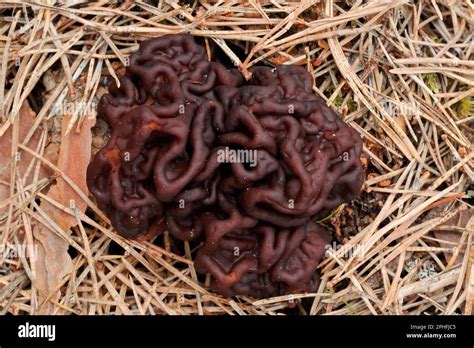 False Morel Fungi Gyromitra Esculenta On The Floor Of A Native Pine