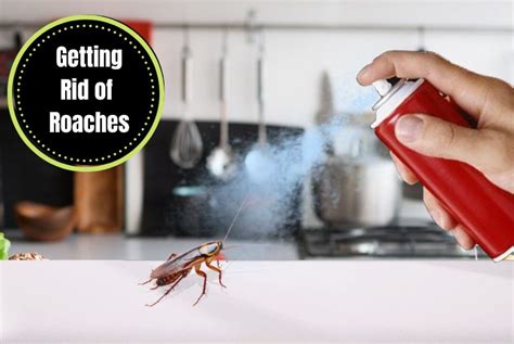 How To Get Rid Of Roaches A Complete Guide The Cockroach Facts