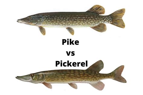 Pike vs Pickerel - What's the Difference? - Lake Ontario Outdoors