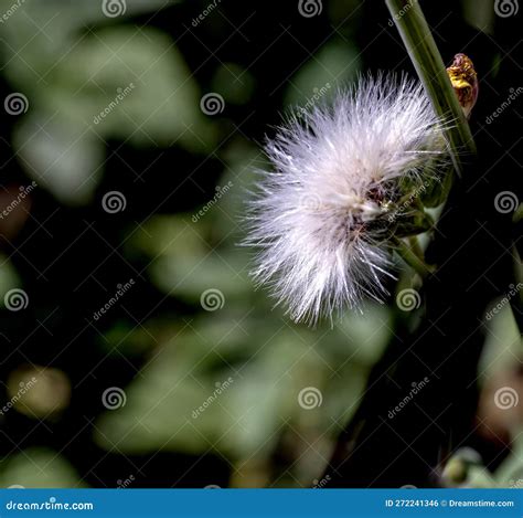 Light White Fluffy Weed Seeds On The Stem Stock Photo Image Of Flora