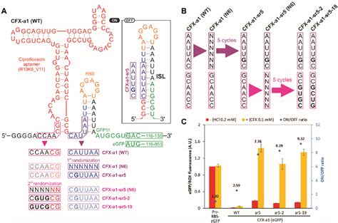 Pdf High Throughput Screening Of Cell Free Riboswitches By