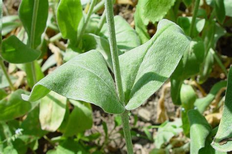 Lychnis coronaria (mullein lychnis): Go Botany