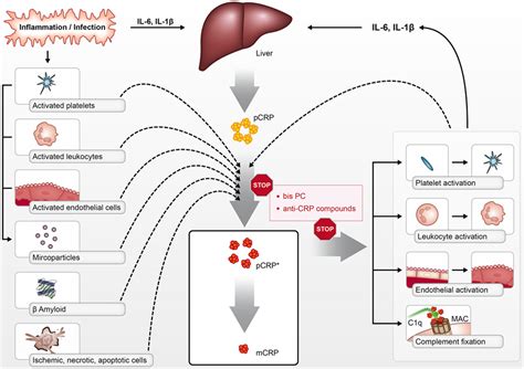 Frontiers Dissociation Of C Reactive Protein Localizes And Amplifies