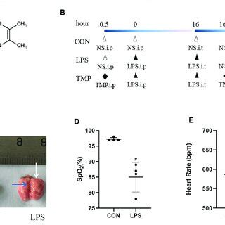 Lung Injury Induction By Lps A The Structural Formula Of Tmp B