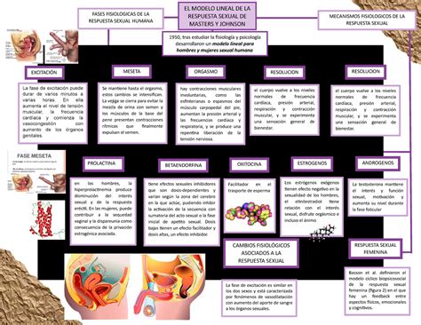 Tarea Semana 5 Mapa Mental De Sexualidad Resolucion Los Estrógenos Exógenos Tienen Efecto