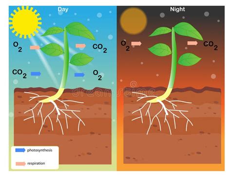 Respiration And Photosynthesis In Plants