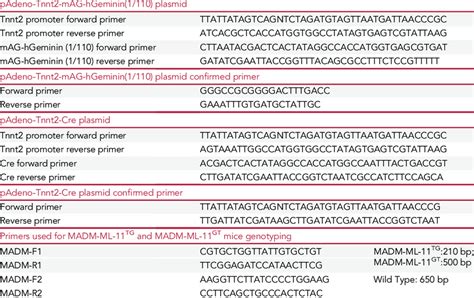 Primer Sequences For Plasmid Construction And Mouse Genotyping