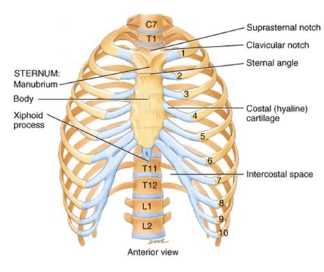 REGIONAL ANATOMY The Thorax Flashcards Quizlet