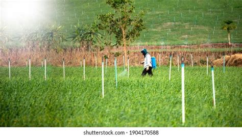 Pesticide Residue Images Stock Photos Vectors Shutterstock